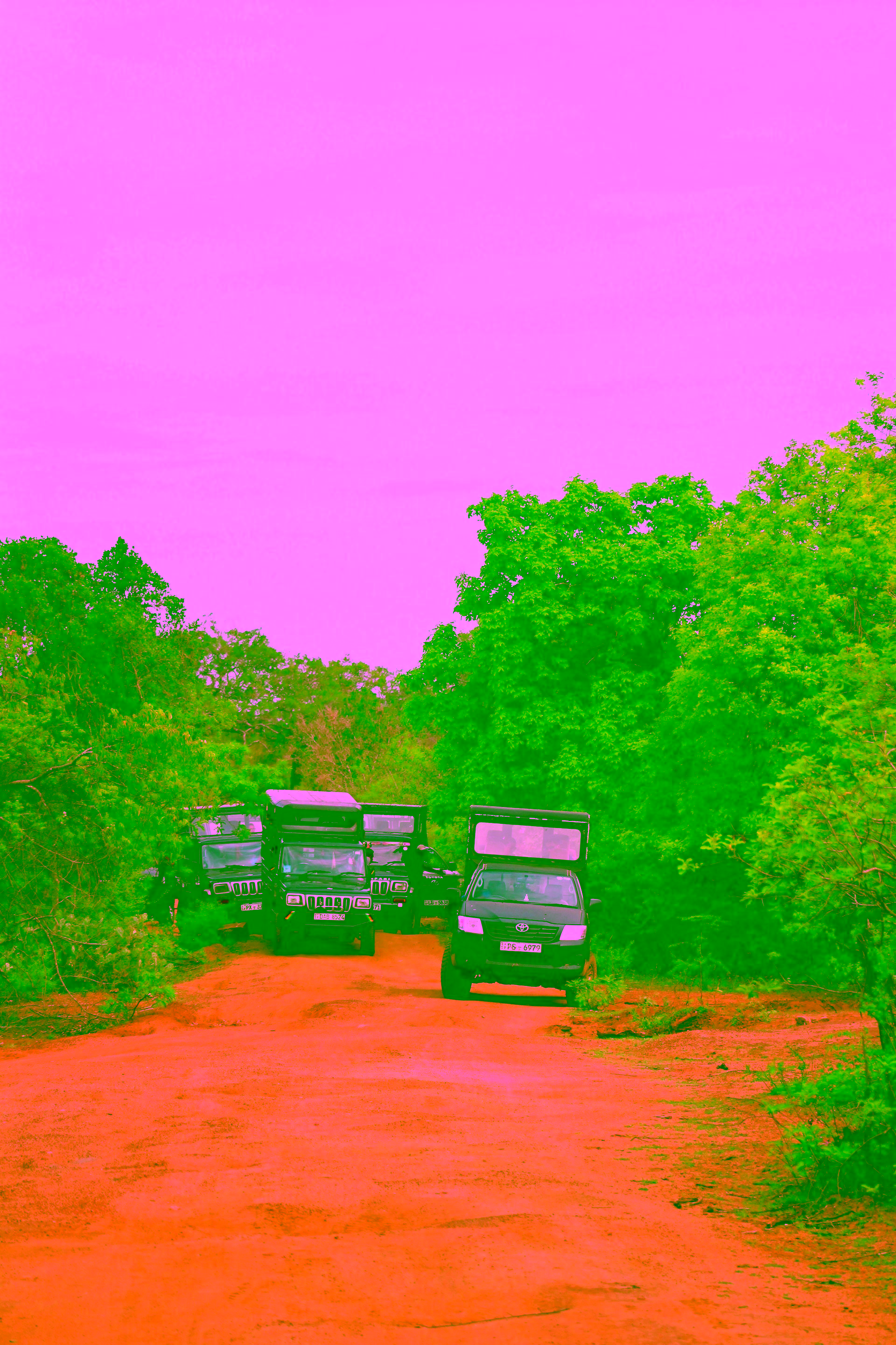 Best Yala National Park Safari Guide